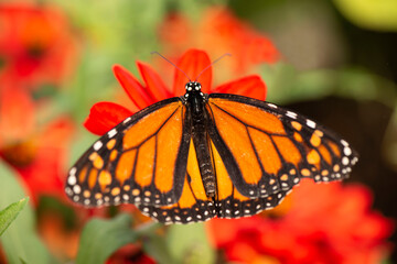 Monarch Butterfly, on a red orange zinnia flower during annual migration through Colorado, USA
