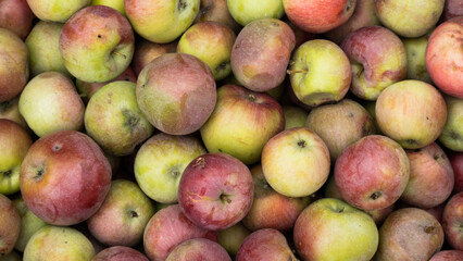 Fresh apples harvest. Natural apples background, close-up