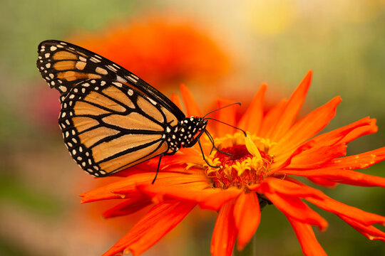 Monarch Butterfly, on a red orange zinnia flower during annual migration through Colorado, USA