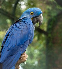 Blue ara macaw © Areality