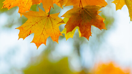 Yellow leaves on the branch with bokeh effect. Autumn background with yellow maple leaves