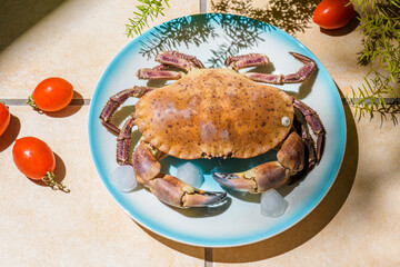 Fresh raw edible brown sea crab also known as Cancer Pagurus by Mediterranean Sea on blue plate with tomatoes on a beige tiles kitchen table background, close up