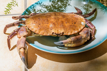 Fresh raw edible brown sea crab also known as Cancer Pagurus by Mediterranean Sea on blue plate on a beige tiles kitchen table background, close up
