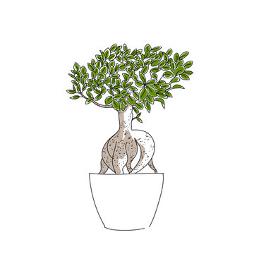 vector illustration plant ficus panda color hand line contour