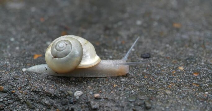 Little white translucent snail with white shell crawls along the wet asphalt after rain