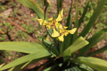 bee on flower