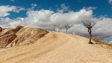 Fototapeta na wymiar Landscape of Cappadocia. Trees along the valley road in Cappadocia .Turkey