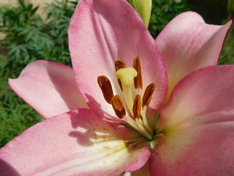 pink lily  (Lilium) close up in the garden on a blurred background