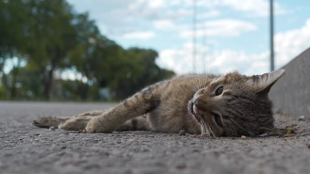 Dead cat lies on highway, cars drives on road. Cat ran across roadway and was hit by car. You cannot cross the road in wrong place