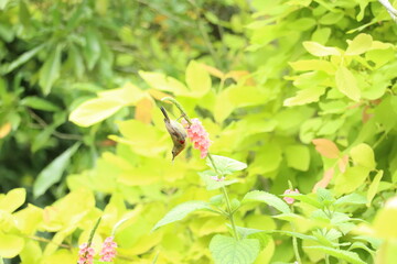 red and yellow flowers