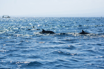 Fototapeta premium View of a group of wild dolphins
