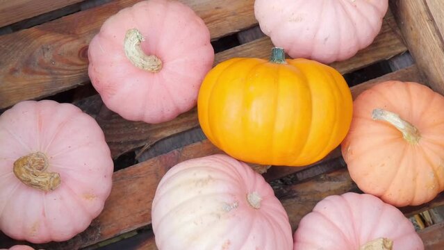 Thanksgiving Day. Fresh pumpkins. Thanksgiving background. Pink pumpkins for Thanksgiving. View from above. copy space