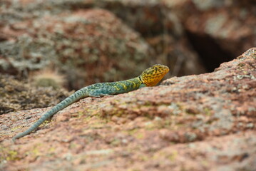 Collard Lizard sun bathing
