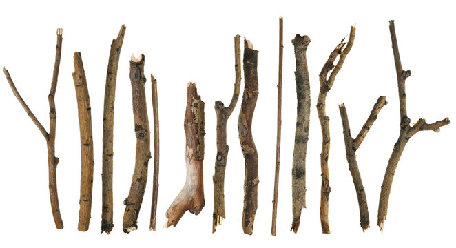 Dry branches macro (willow tree)