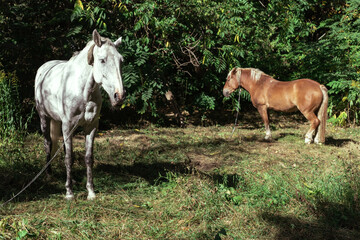Obraz na płótnie Canvas White and brown horse graze in the forest