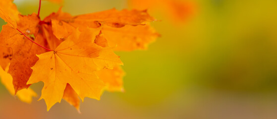 Naklejka na ściany i meble Yellow leaves on the branch with bokeh effect. Autumn background with yellow maple leaves