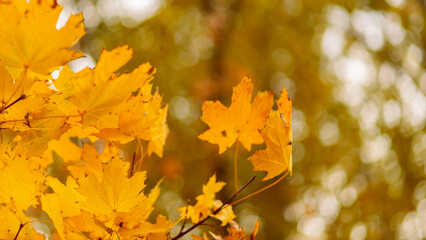 Yellow leaves on the branch with bokeh effect. Autumn background with yellow maple leaves
