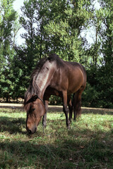 Obraz premium Brown horse eats grass in a meadow in the forest