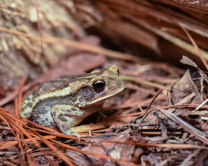 Coastal Plains Toad