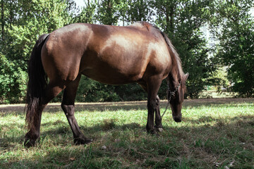 Brown horse in a pasture in the forest