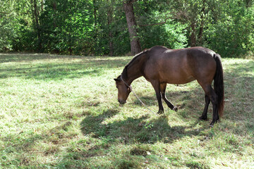 Brown horse eats grass in a meadow in the forest