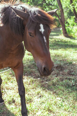 Fototapeta premium Portrait of a brown horse in the forest on a pasture
