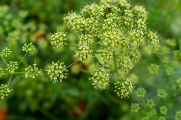 Blooming parsley inflorescence on a blurred green background, close-up. Composition from parsley flowers for publication, poster, calendar, post, screensaver, wallpaper, post, banner, cover, website