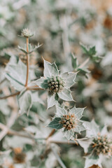 prickly plant close-up. Photo in pastel color. Beach Thorn