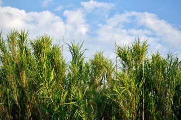 Field of common reed. Nature background. Common reed  and summer sky