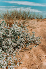 the prickly grass on the sand is brown. grass in sand dunes. sunny beach with sand dunes. sandy beach. photos in pastel colors. a prickly plant growing on the sand in a deserted place, pastel color