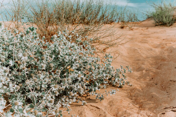 the prickly grass on the sand is brown. grass in sand dunes. sunny beach with sand dunes. sandy beach. photos in pastel colors. a prickly plant growing on the sand in a deserted place, pastel color