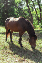 Brown horse eats grass in a meadow in the forest