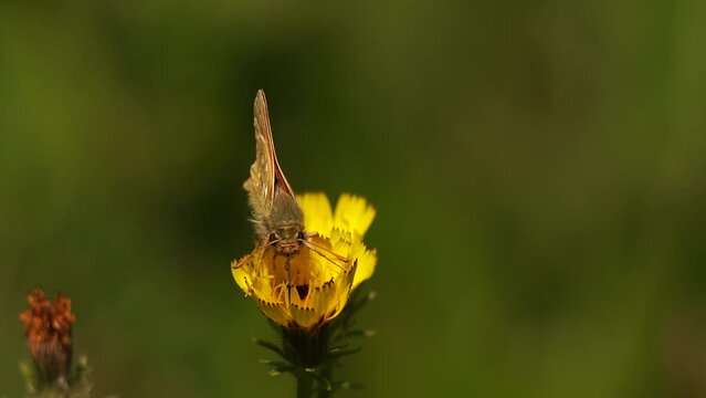 Hesperia comma: the silver-spotted skipper or common branded skipper foraging on a yellow flower
