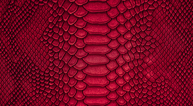 Beautiful red, pink bright snake or crocodile skin, reptile skin texture, multicolored close-up as a background.