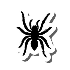 Obraz premium Halloween Spider Sticker