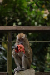 portrait of a macaque