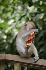 a baboon sitting on a tree