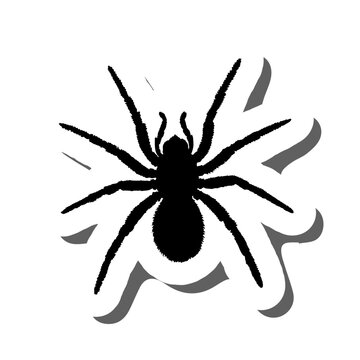 Halloween Spider Sticker