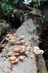 fish on the barbecue