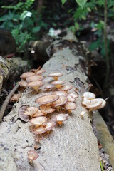 mushrooms in the forest
