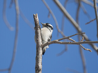 woodpecker on branch