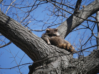raccoon in a tree © andybirkey