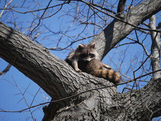 raccoon in a tree © andybirkey