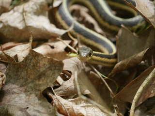 garter snake