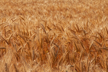 Golden ears of wheat in the field on a sunny day.