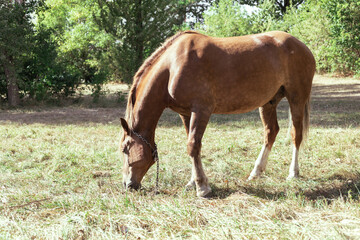 Brown horse eats grass in a meadow in the forest