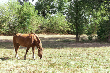 Brown horse eats grass in a meadow in the forest