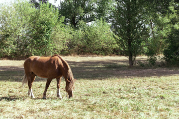 Obraz premium Brown horse eats grass in a meadow in the forest