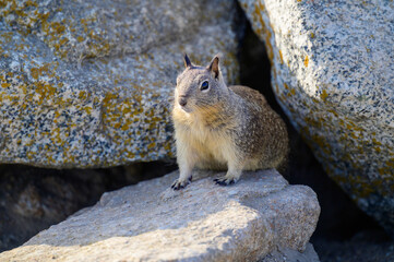 Naklejka na ściany i meble Grey squirrel on rocks by seashore