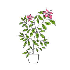vector illustration plant hibiscus hand line contour and color
